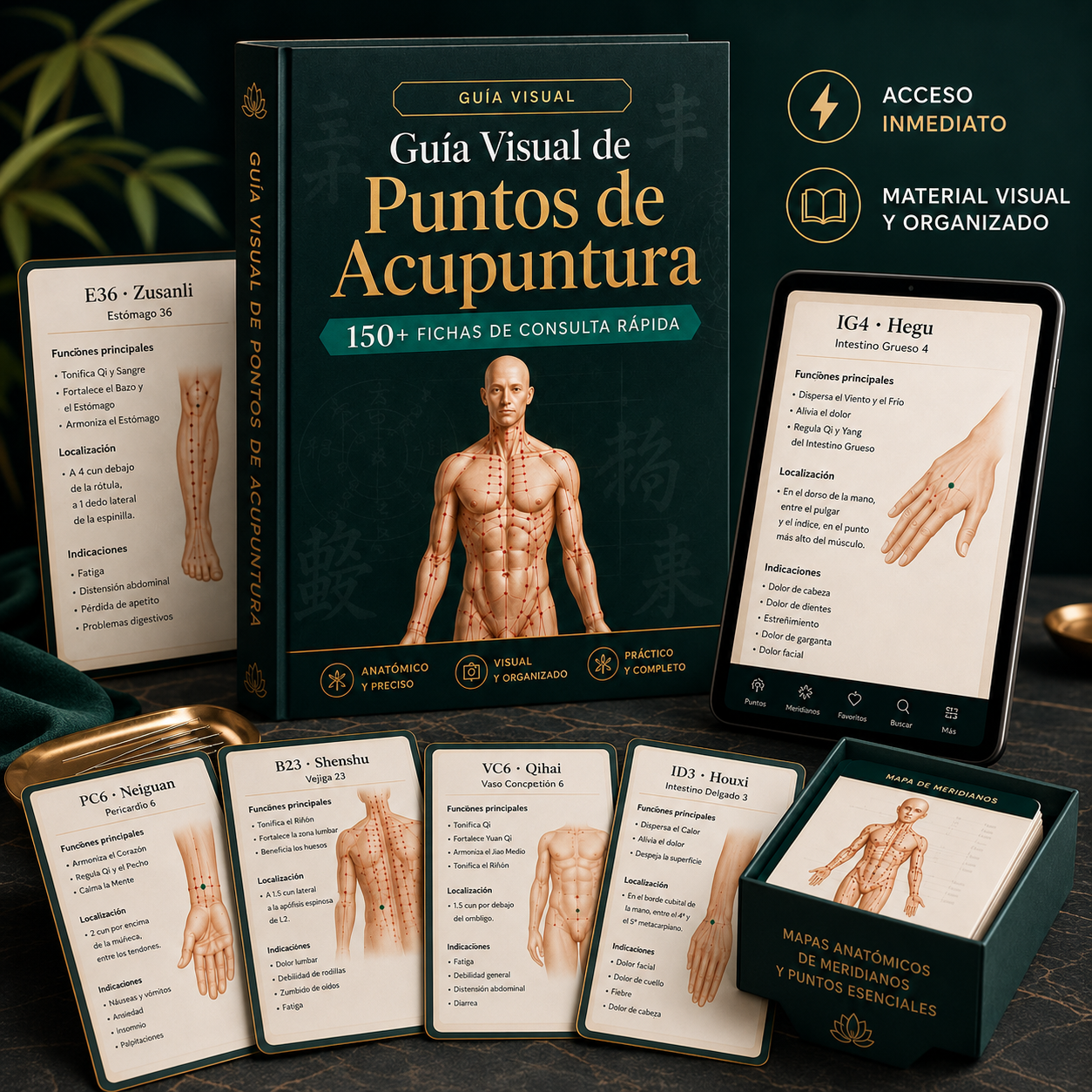 Guía visual completa de puntos de acupuntura